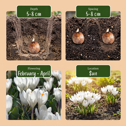 60x Crocus White - Witte krokus - Diversen - Verwilderingsbol - Bolmaat 7/8