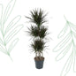 Dracaena Magenta Carrousel - 150 cm
