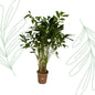 Caryota Mitis - 250 cm