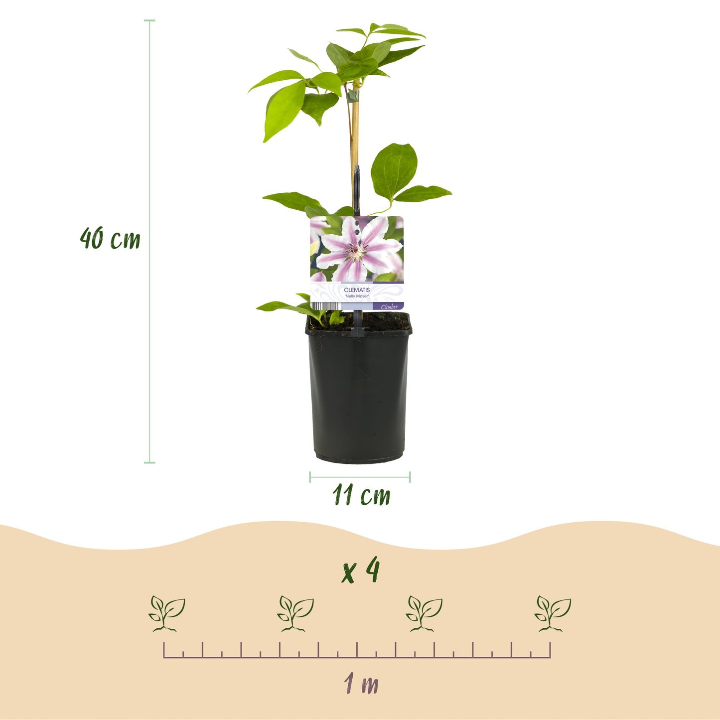 Climbing Plant - Clematis Nelly Moser - 2 plants