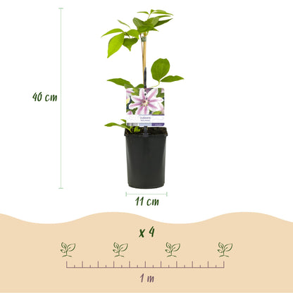 Climbing Plant - Clematis Nelly Moser - 2 plants