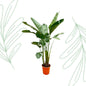 Strelitzia Augusta de luxe XXL - 250 cm - Forest Plants