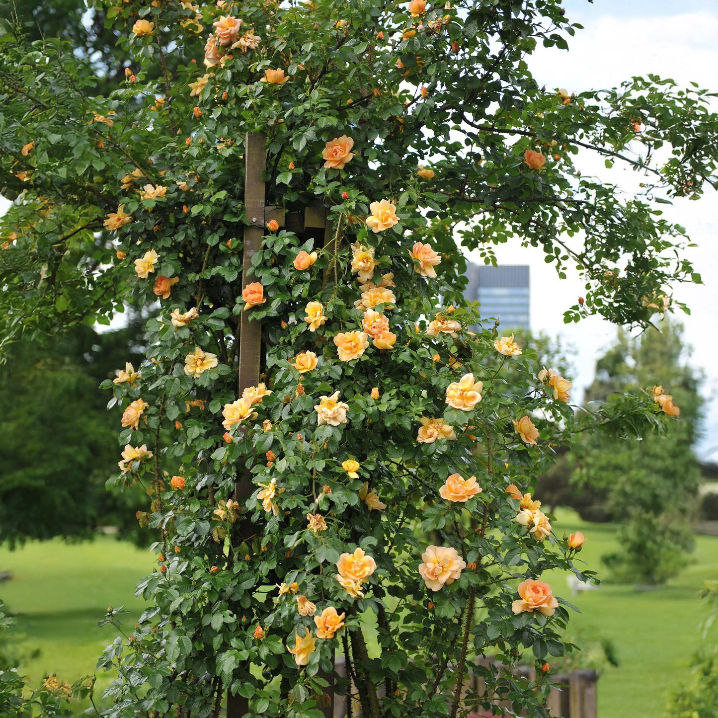 Klimroos - Rosa Orange Climber - Weinig onderhoud - 2 planten