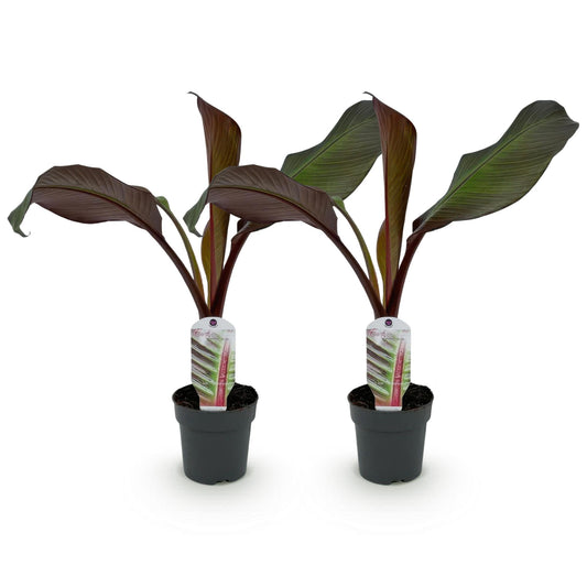 Bananen plant - Ensete ventricosum Maurelli - Winterhard - 2 planten