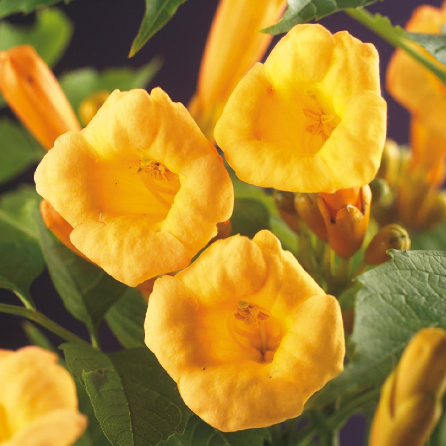 Trompetbloem - Campsis radicans Flave - 2 planten