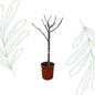 Ficus Carica op stam - 100 cm - Forest Plants
