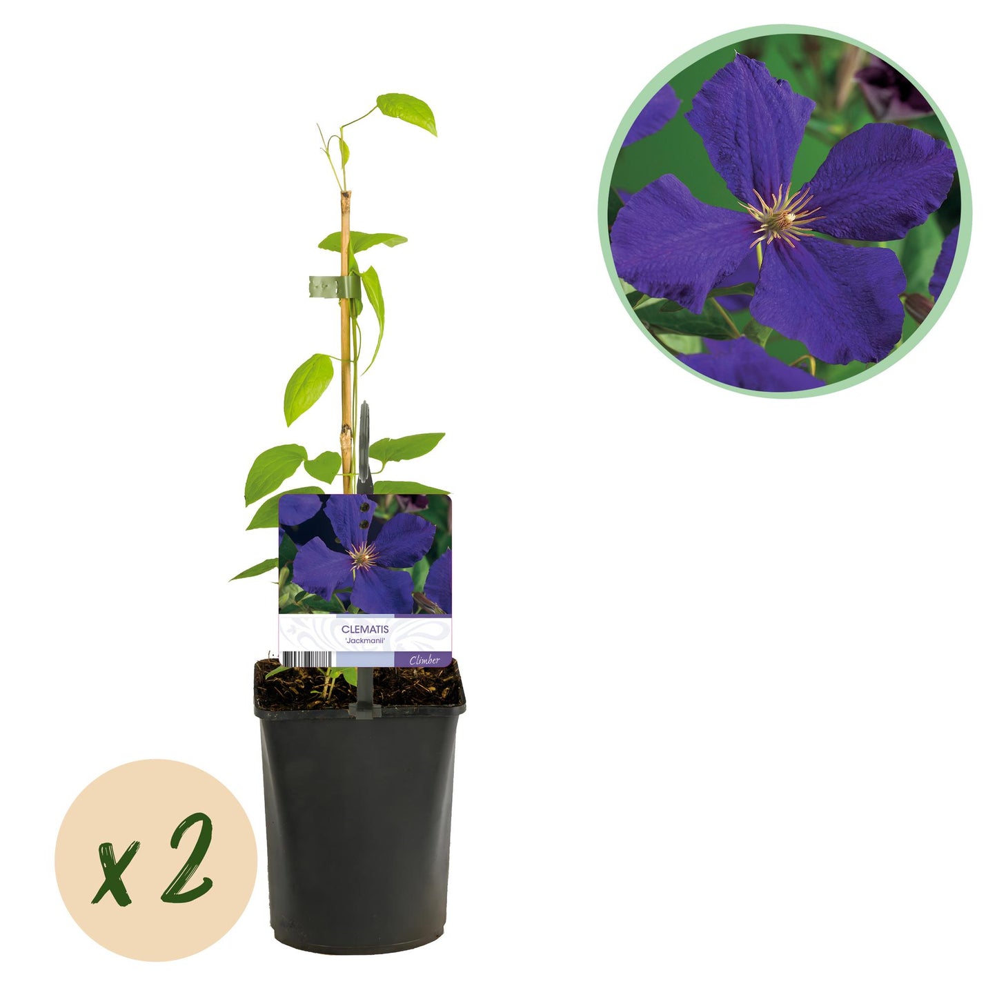 Klimplant - Clematis Jackmanii - 2 planten