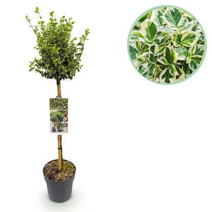 Plant op Stam - Euonymus fortunei Emerald Gaiety - Terras Plant - Winterhard
