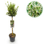 Plant op Stam - Euonymus fortunei Emerald Gaiety - Terras Plant - Winterhard