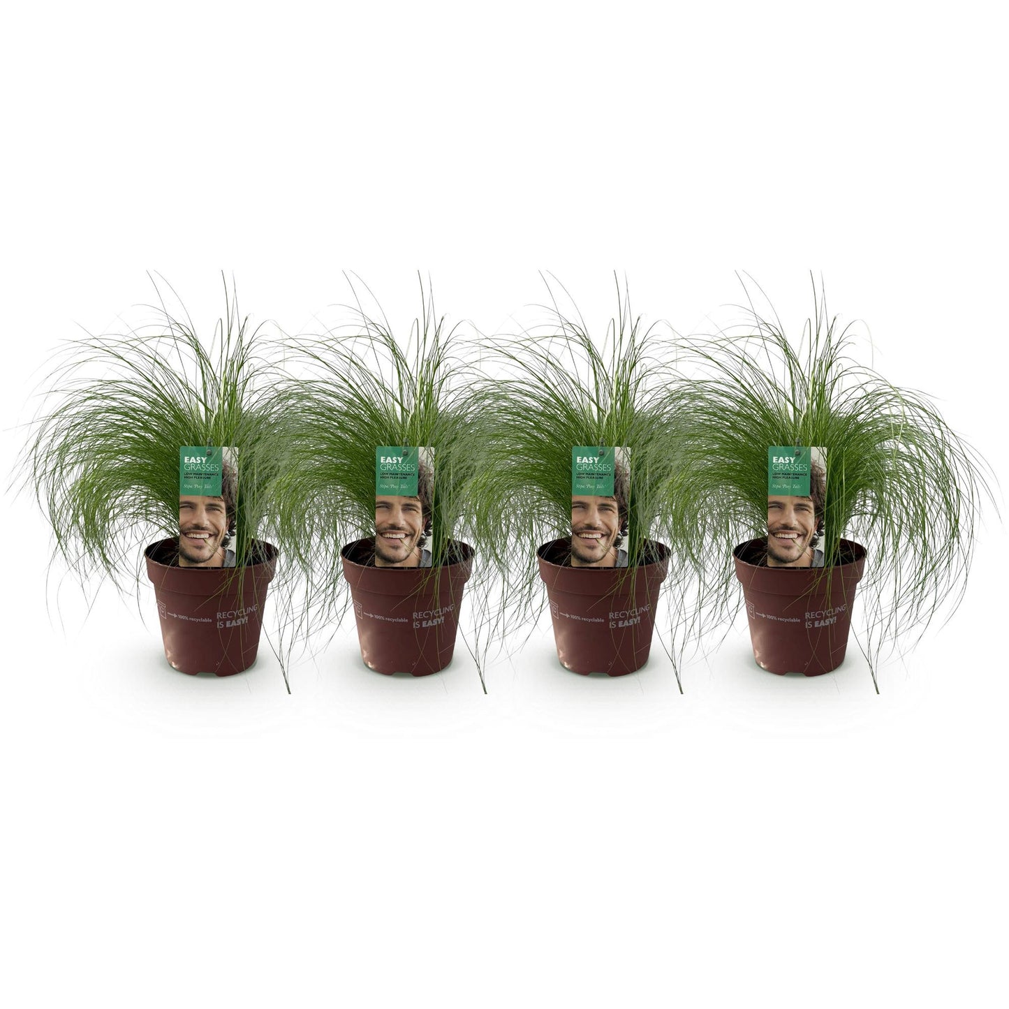 Ornamental grasses - Stipa tenuifolia Pony Tails - 4 Plants