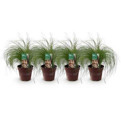 Ornamental grasses - Stipa tenuifolia Pony Tails - 4 Plants