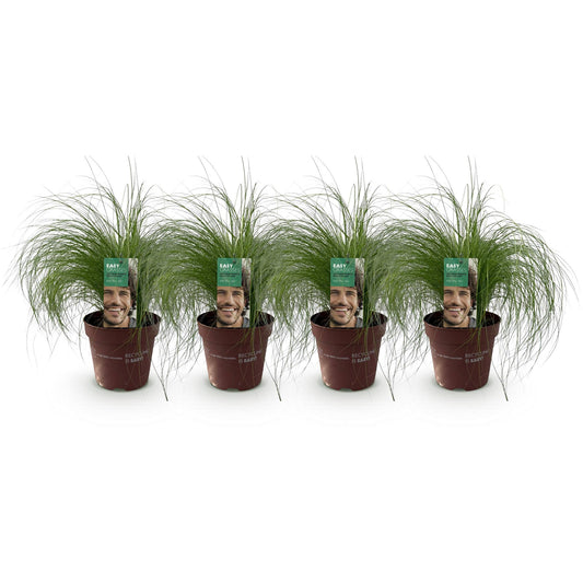 Siergrassen - Stipa tenuifolia Pony Tails - 4 Planten