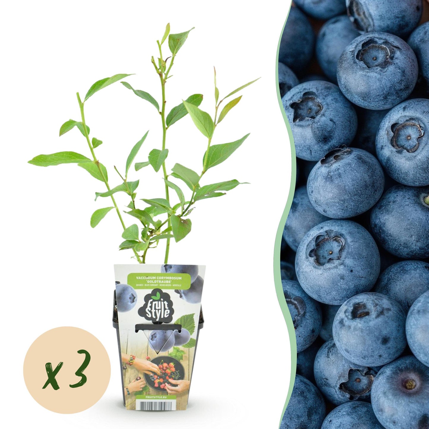 Blauwe Bes - Vaccinium corymbossum Goldtraube - Winterhard - 3 Planten
