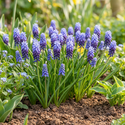200x Muscari Latifolium - Breedbladig blauw druifje - Blauw - Verwilderingsbol - Bolmaat 5/6