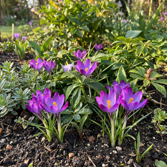 100x Crocus Ruby Giant - Krokus - Paars - Verwilderingsbol - Bolmaat 5/+