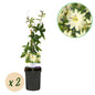 Passion Flower - Passiflora Avalanche - Low maintenance - 2 plants