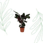 Calathea Warscewiczii - 100 cm