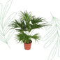 Livistona Chinensis - 170 cm - Forest Plants