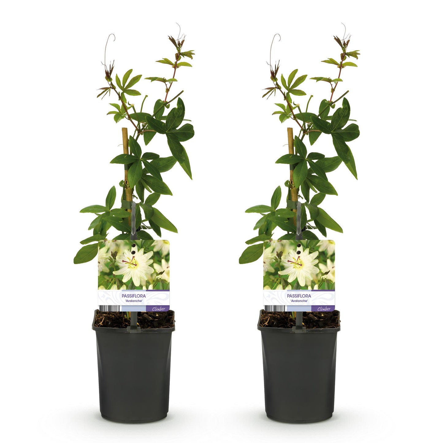 Passion Flower - Passiflora Avalanche - Low maintenance - 2 plants