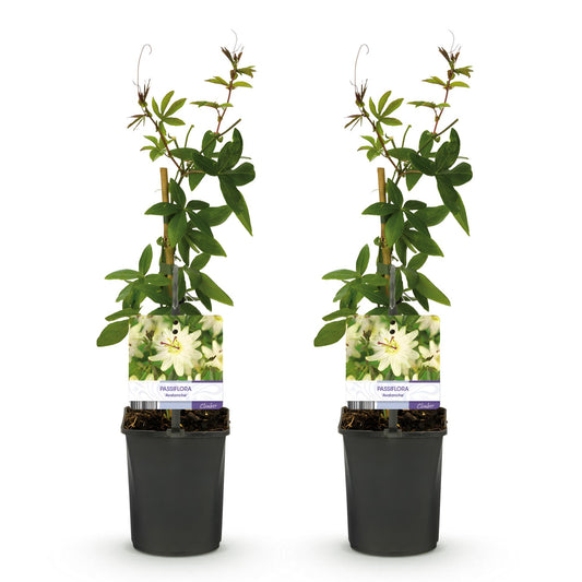 Passiebloem - Passiflora Avalanche - Weinig onderhoud - 2 planten