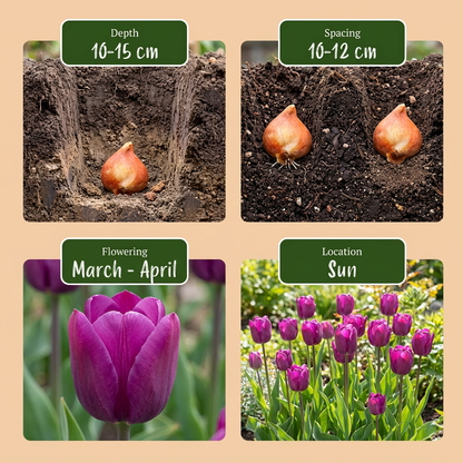 120x Tulipa Triumph Purple - Triomftulp - Paars - Voorjaarsbloeier - Bolmaat 11/12