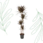 Dracaena Magenta - 180 cm - Forest Plants