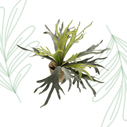 Kunstplant - Staghorn Fern - Hertshoorn - 50 cm - Forest Plants