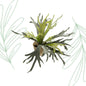 Kunstplant - Staghorn Fern - Hertshoorn - 50 cm - Forest Plants