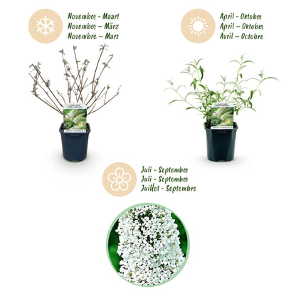 Garden Plant - Buddleja davidii White Profusion - Butterfly Bush - Winter Hardy