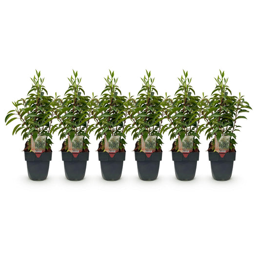 Prunus lusitanica Angustifolia - 6 planten - 1 strekkende meter