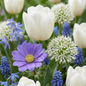 250x Bulb Garden Blue - Blauwe bollentuinmix - Diversen - Zomerbloeier - Bolmaat 10/12