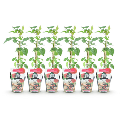 Taybes - Rubus Tayberry - Winterhard - 6 Planten