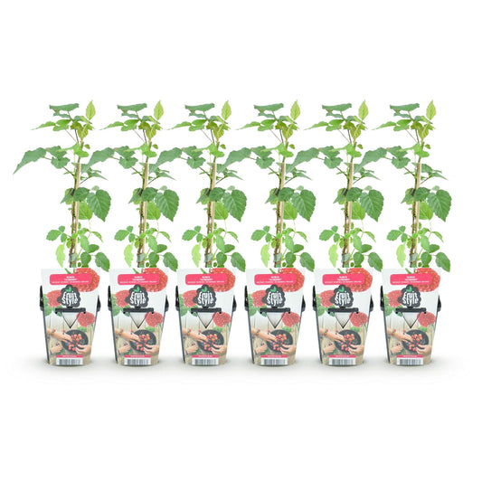 Taybes - Rubus Tayberry - Winterhard - 6 Planten