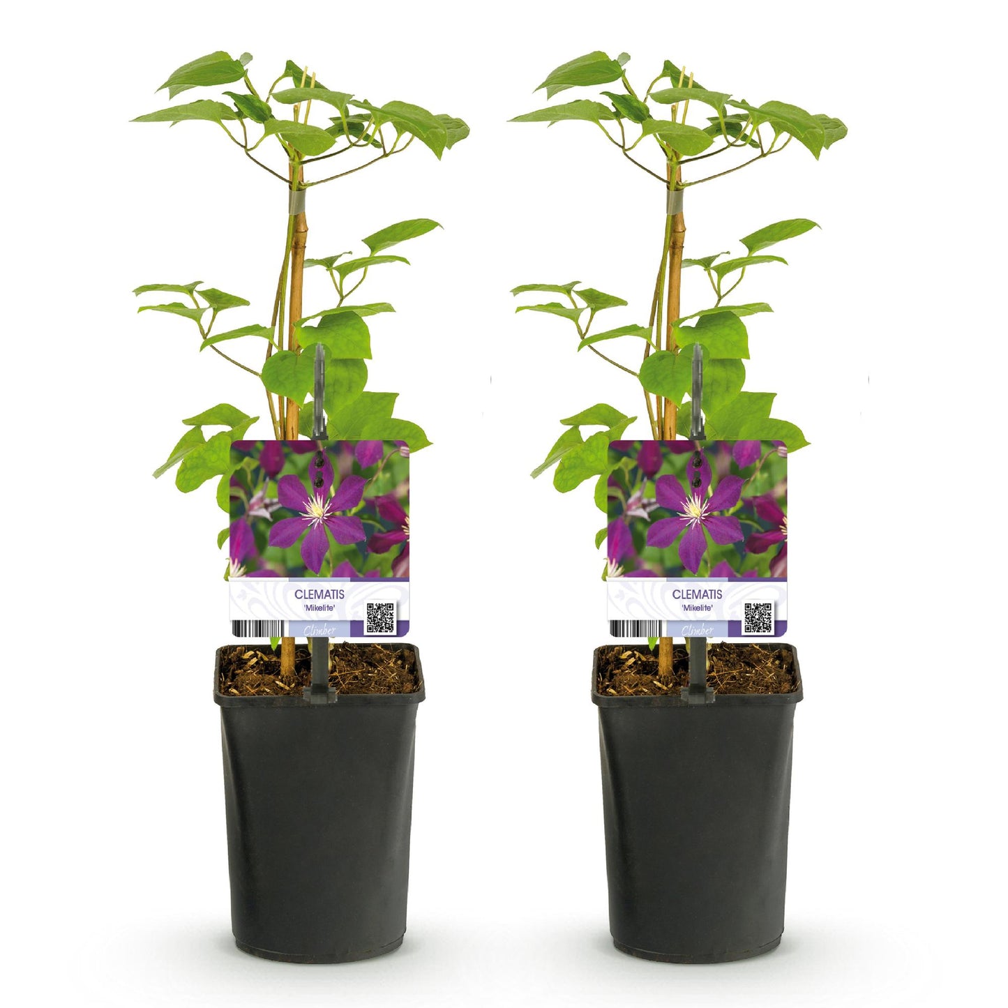 Klimplant - Clematis Mikelite - 2 planten