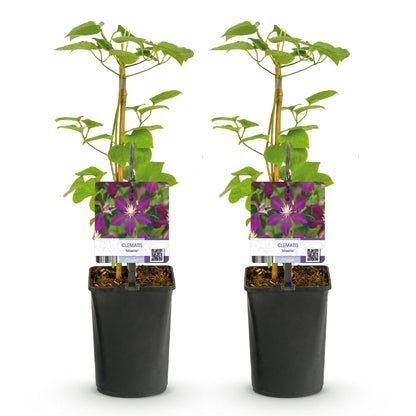 Klimplant - Clematis Mikelite - 2 planten