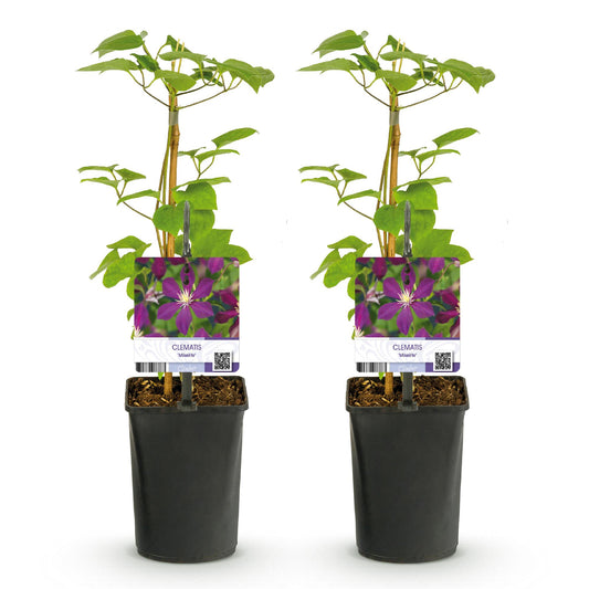 Klimplant - Clematis Mikelite - 2 planten