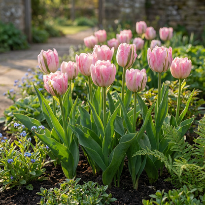 48x Tulipa Double Pink - Dubbele roze tulp - Roze - Voorjaarsbloeier - Bolmaat 11/12