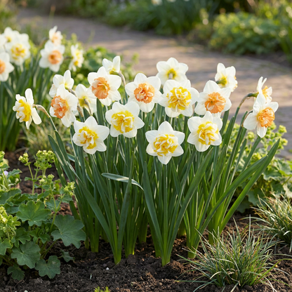 40x Narcis Macaron Bloss - Narcissus Macaron Bloss - Wit en Geel - Voorjaarsbloeier - Bolmaat 12/14