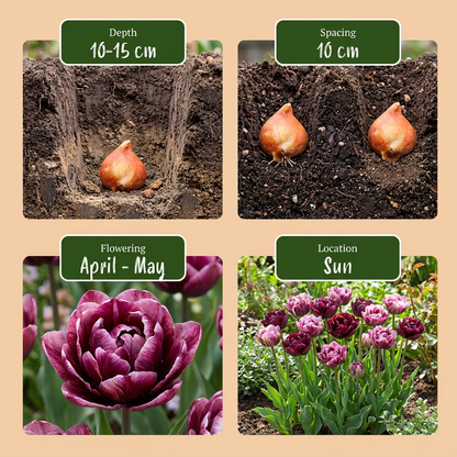 96x Tulipa Sweet Desire mix - Tulp Sweet Desire mix - Diversen - Voorjaarsbloeier - Bolmaat 11/12