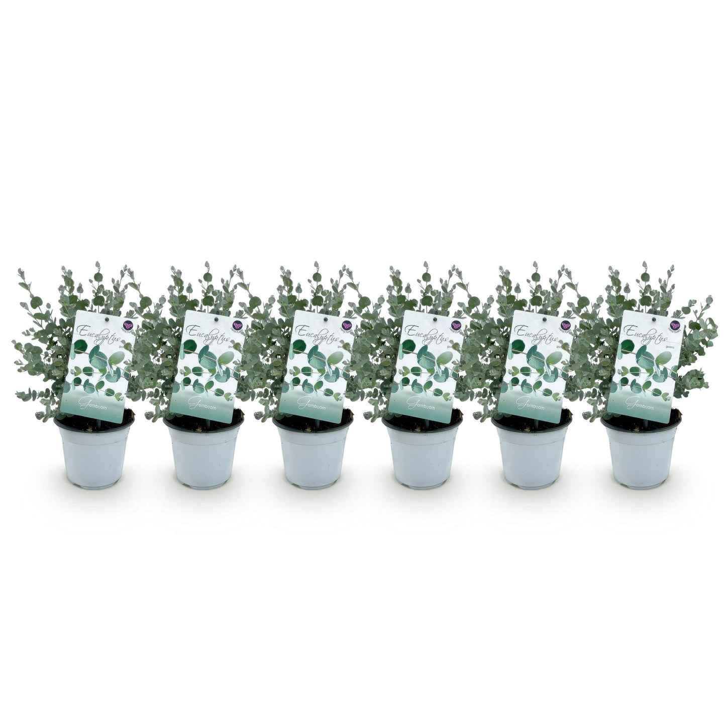 Patio plant - Eucalyptus tree - Eucalyptus gunnii - 6 Plants
