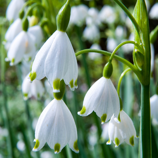 40x Leucojum Aestivum - Zomerschneeklokie - Wit - Voorjaarsbloeier - Bolmaat 8/9