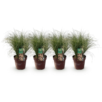 Siergrassen - Carex comans Frosted Curls - 4 Planten