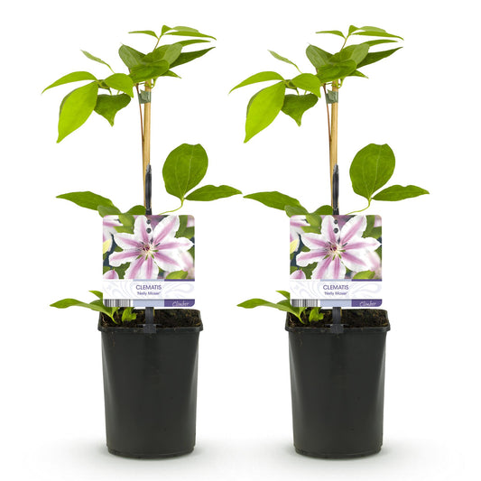 Klimplant - Clematis Nelly Moser - 2 planten