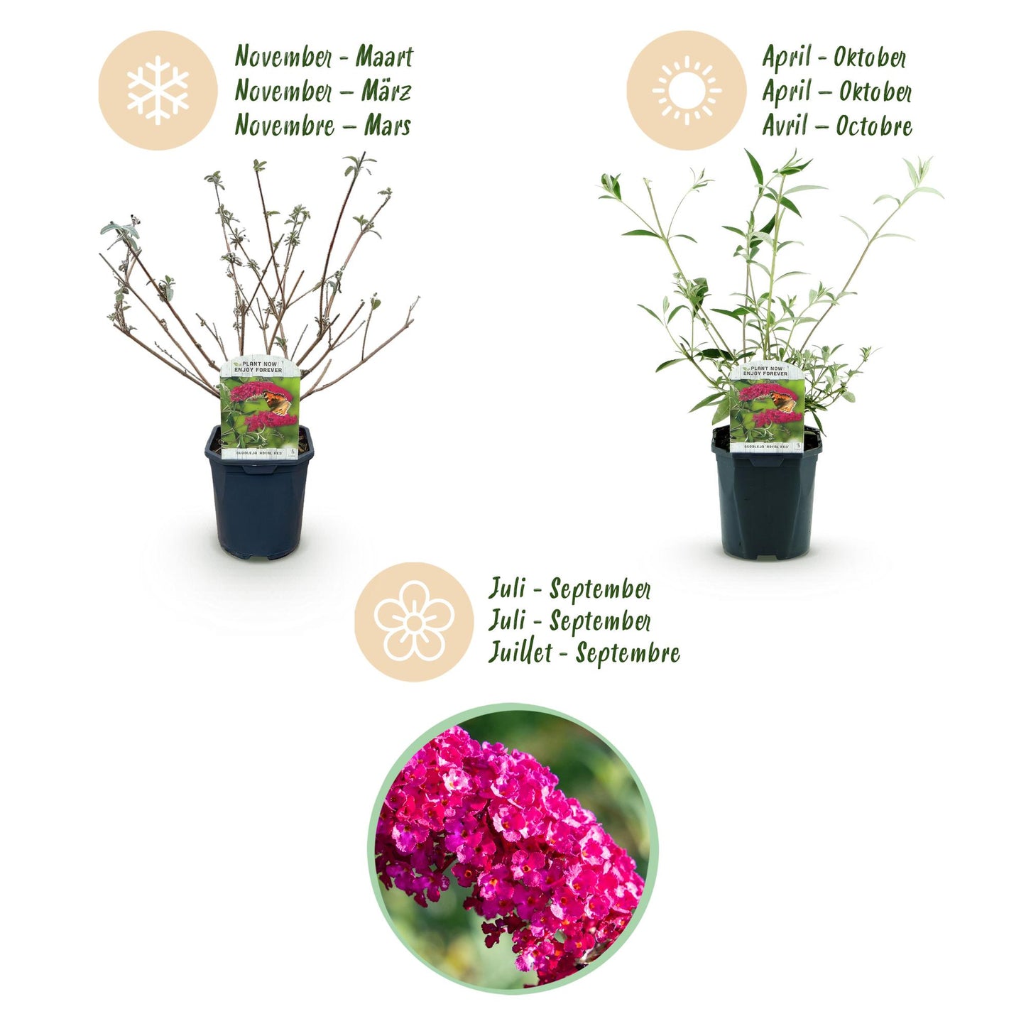 Tuinplant - Buddleja davidii Royal Red - Vlinderstruik - Winterhard