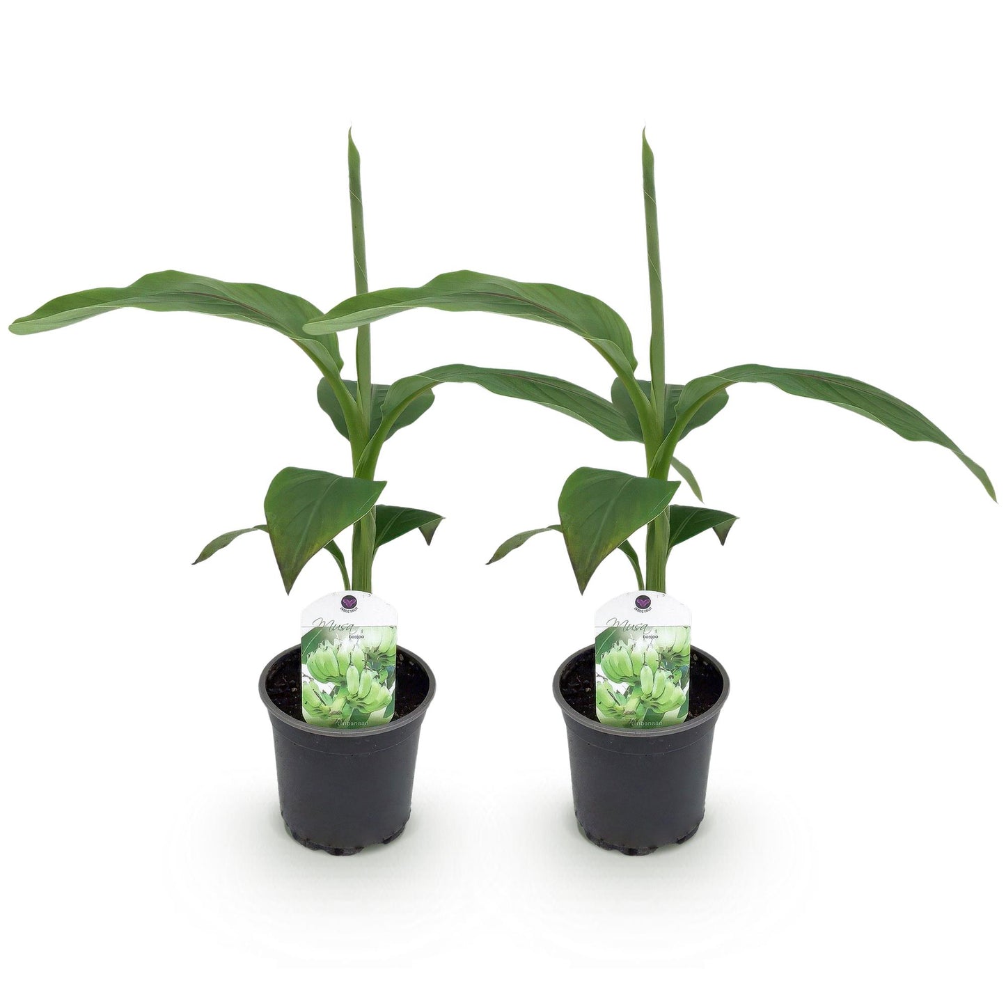 Bananen plant - Musa Basjoo - Winterhard - 2 planten