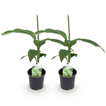 Bananen plant - Musa Basjoo - Winterhard - 2 planten