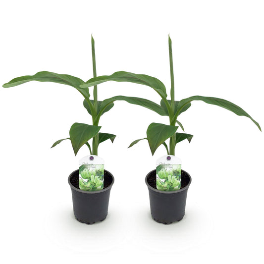 Bananen plant - Musa Basjoo - Winterhard - 2 planten