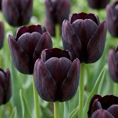 140x Tulipa Black - Zwarte tulp - Zwart - Voorjaarsbloeier - Bolmaat 10/11