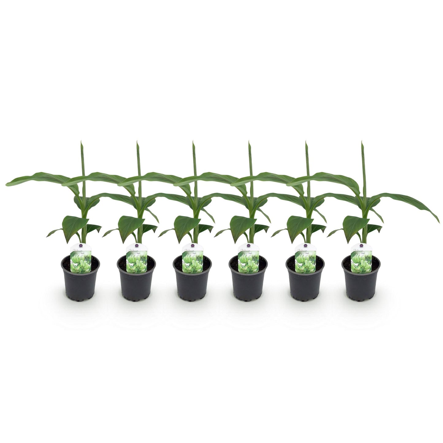 Banana plant - Musa Basjoo - Hardy - 6 plants