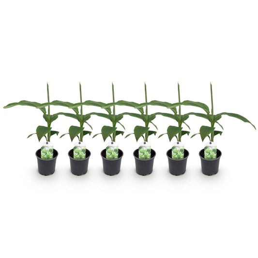 Bananen plant - Musa Basjoo - Winterhard - 6 planten
